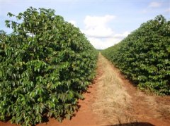 咖啡栽培技術 培育咖啡壯苗的技術