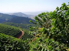 美麗的巴西精品咖啡莊園 咖啡豆莊園探索