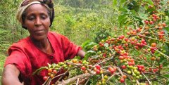 咖啡果收穫時間 咖啡豆採摘的時間是？