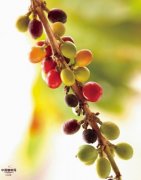 咖啡樹特性 咖啡樹種植的要求