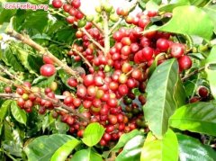 咖啡豆的基礎知識咖啡三大品種阿拉比卡、羅布斯塔與利比裏卡介紹