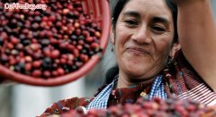 危地馬拉咖啡 危地馬拉的咖啡品種