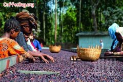 哈拉爾咖啡 埃塞俄比亞栽植咖啡最高海拔區之一