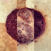 咖啡豆的成分分析 一顆咖啡豆裏含有哪些成分？