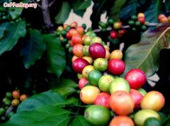 咖啡的品種  阿拉比卡羅布斯塔盧貝比卡