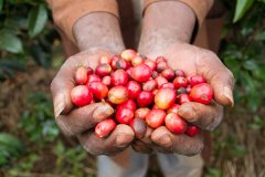 咖啡的樹種 說說咖啡樹都有什麼品種兒