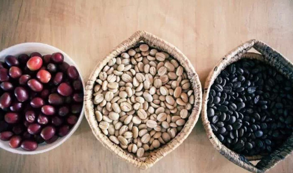 如何成爲一顆精品咖啡豆 什麼豆子是精品咖啡豆？