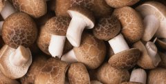 天然的有機肥料“咖啡渣”種蘑菇