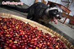 亞洲善待動物組併發起停售及停飲貓屎咖啡的行動 香港率先響應