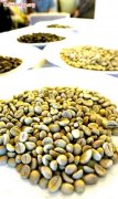 咖啡豆介紹 默拉皮火山造就優質咖啡
