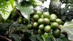 中國咖啡豆產量即將增加