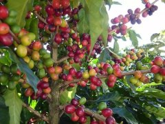 咖啡樹種植|一棵咖啡樹一年結幾次果 一畝咖啡樹產多少斤