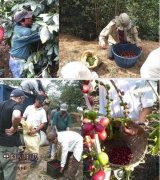 從咖啡樹種植到咖啡豆的收穫 咖啡樹怎麼養