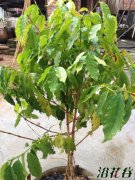 盆栽咖啡樹 咖啡樹種植方法 養護要點 注意事項