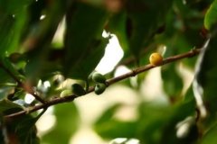 咖啡樹種植條件 咖啡樹種植需要什麼條件？
