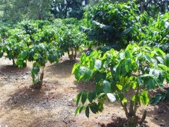 瞭解咖啡樹及其種植條件 咖啡樹種植