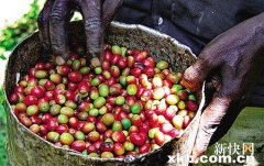 爲什麼非洲很少有人喝咖啡?