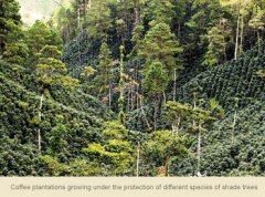 危地馬拉咖啡種植環境 瓜地馬拉咖啡種植