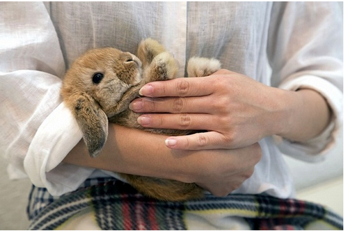 兔子咖啡店 能和小動物親密接觸的咖啡店