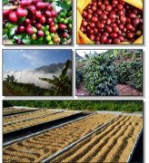 藍珀“莊園咖啡”是怎樣煉成的 高品質 藍山 雲南 咖啡種植 咖啡