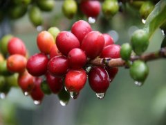 荷蘭培育“咖啡母樹”成就咖啡榮景 中東咖啡 咖啡的歷史 印度 咖