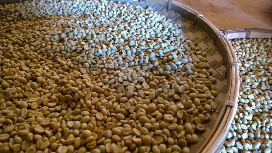 自己製作 剛剛採摘的咖啡豆子 生豆的採摘 生豆的烘焙