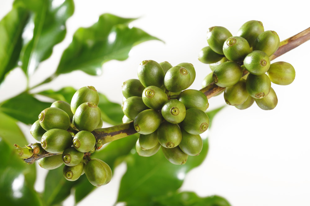 阿拉比卡豆 阿拉比卡豆的特色 阿拉比卡豆來源  咖啡豆阿拉比卡豆