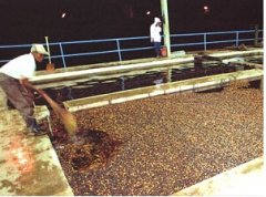 盧旺達咖啡豆種植 咖啡豆水洗 阿拉比卡咖啡 高質量的咖啡豆 口感