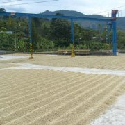 哥斯達黎加鑽石山莊園精品咖啡豆 哥斯達黎加咖啡的風味 哥斯達黎
