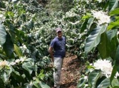 精品咖啡產地介紹——厄瓜多爾 厄瓜多爾精品咖啡獨特之處 厄瓜多