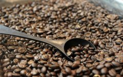 雲南BM種（藍山種）精品咖啡生豆 雲南精品咖啡莊園 最頂級的雲南
