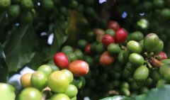 美洲產區巴拿馬咖啡豆 巴拿馬咖啡獨特風味 巴拿馬咖啡特徵 巴拿