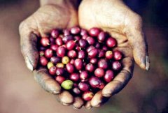 夏威夷精品咖啡——科納咖啡 科納精品咖啡產地介紹 科納精品咖啡