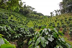 藍山精品咖啡的產區 藍山咖啡的種植環境 什麼地方出產藍山咖啡？