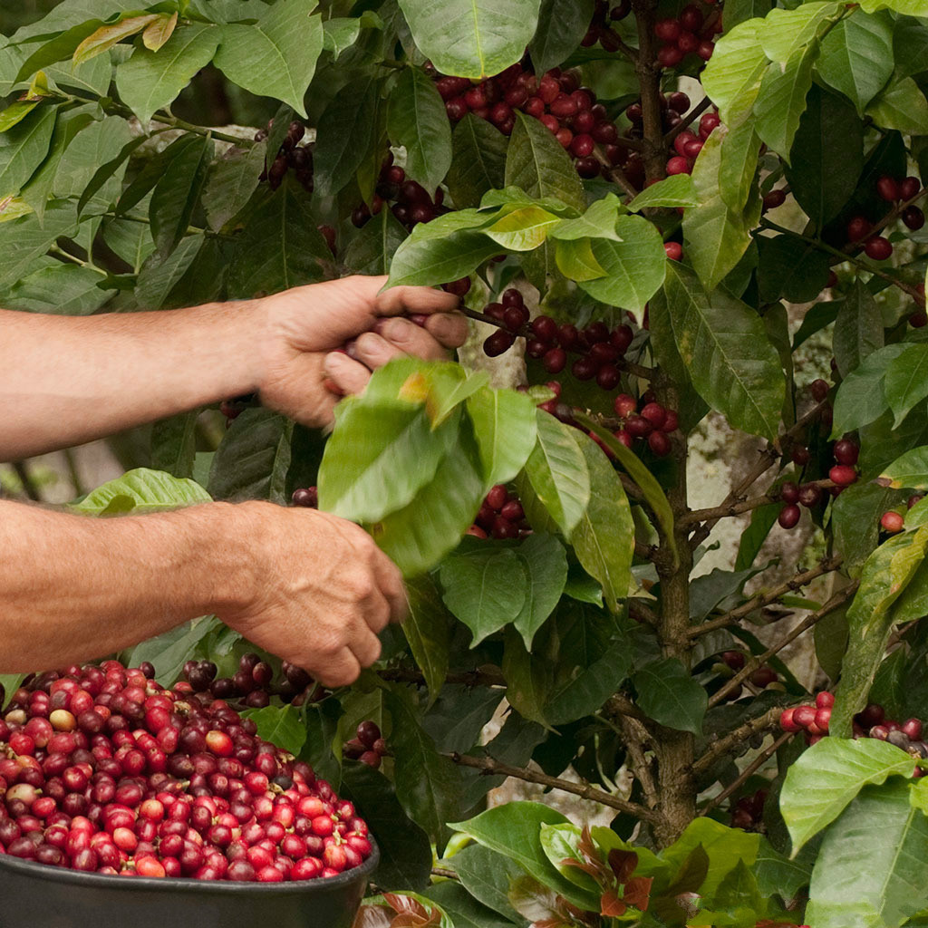 咖啡產國——印度尼西亞咖啡 印尼咖啡 印尼咖啡咖啡風味