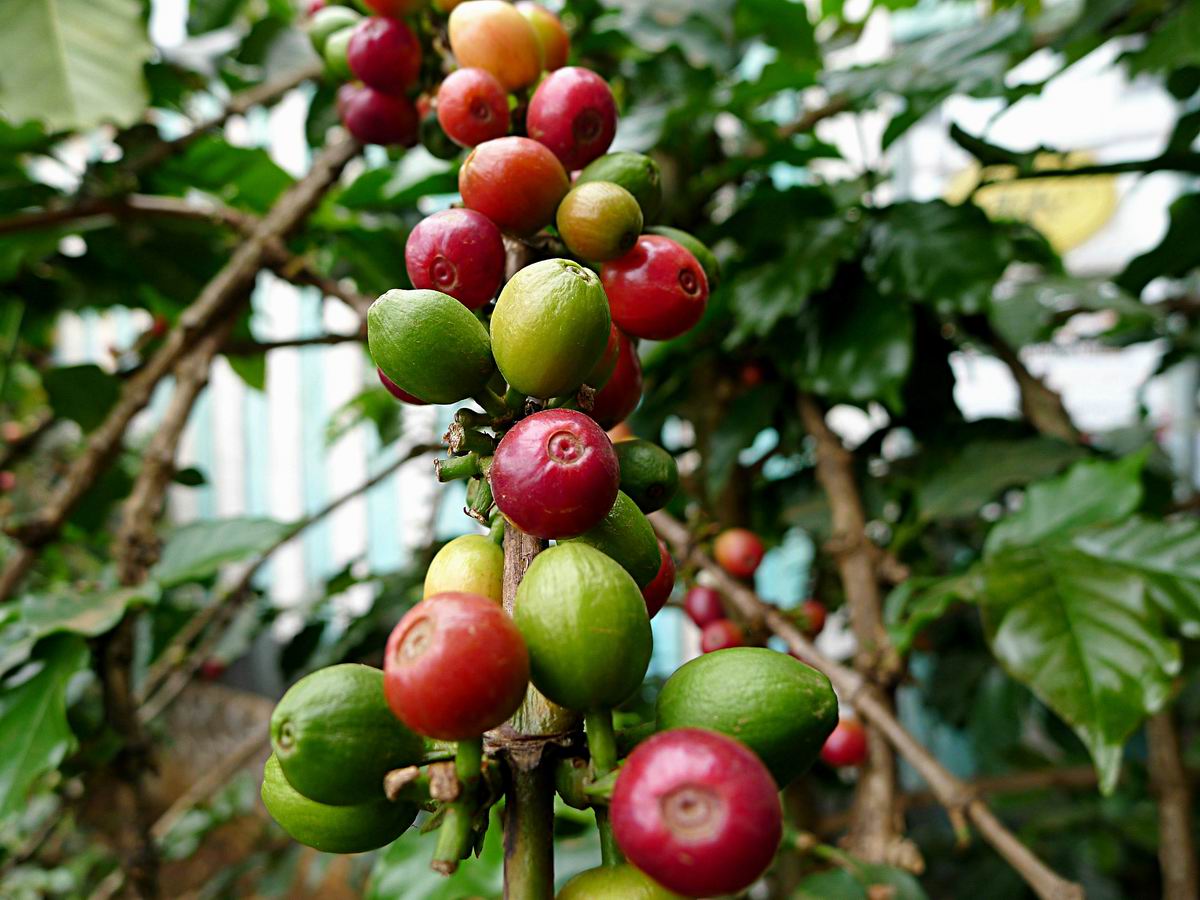 祕魯咖啡 祕魯咖啡豆 祕魯咖啡的歷史 南美洲的咖啡