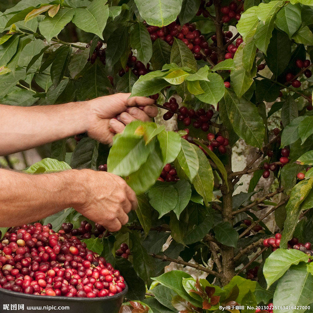 咖啡歷史  咖啡種植  咖啡如何改變世界  如種咖啡何