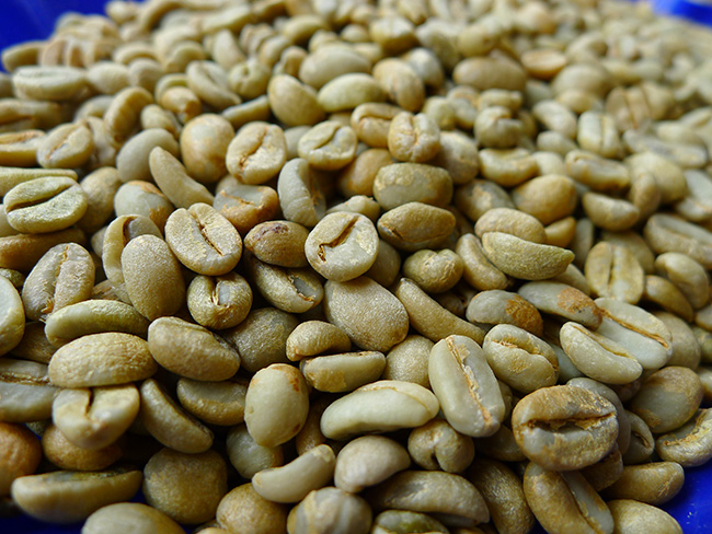 咖啡豆的種植 咖啡生豆 咖啡豆的歷史 咖啡生豆的種植
