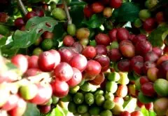 精品咖啡豆介紹——哥倫比亞精品咖啡 哥倫比亞精品咖啡的特點 哥
