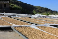 生豆 生豆的處理方法--自然日曬法 如何處理生豆 自然日曬法生豆