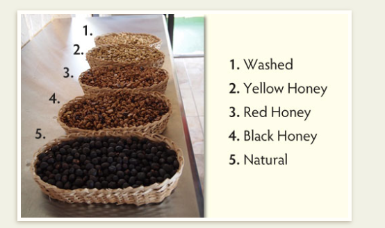 生豆 生豆的處理方法--蜜處理法 蜜處理後的咖啡豆如何分級？