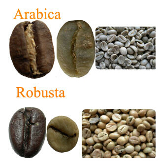 阿拉比卡與羅布斯塔 阿拉比卡咖啡豆 羅布斯塔咖啡豆  有什麼不同