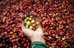 非洲精品咖啡豆產國介紹——埃塞俄比亞 埃塞俄比亞咖啡特點 埃塞