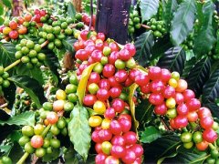 精品咖啡豆介紹——夏威夷可娜精品咖啡 可娜咖啡的特點 可娜咖啡