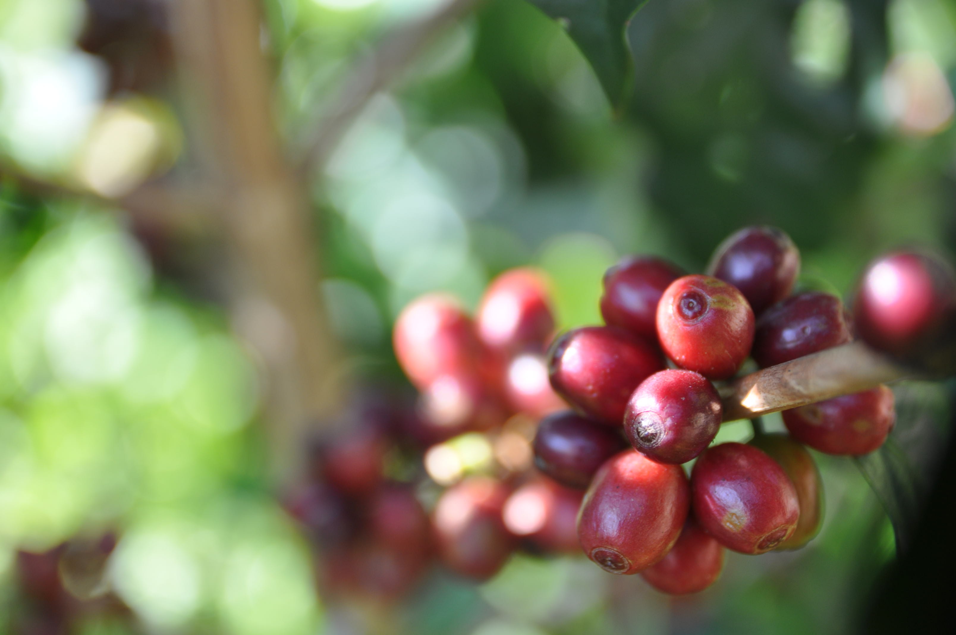 咖啡豆 咖啡產地中東和南亞 中東和南亞的咖啡豆  亞洲的咖啡