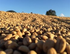 高產量的優質咖啡豆 哥倫比亞精品咖啡 哥倫比亞咖啡的口感風味