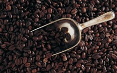 精品咖啡豆介紹——麝香貓精品咖啡 貓屎咖啡豆 麝香貓咖啡的製作