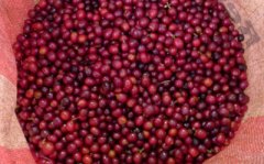 精品咖啡豆產地介紹 巴布亞新幾內亞的咖啡 巴布亞新幾內亞咖啡產