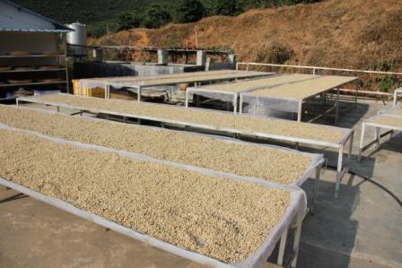 阿拉比卡豆 阿拉比卡豆的特色 咖啡產國蘇里南  蘇里南咖啡豆