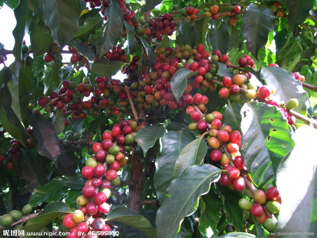 阿拉比卡豆 阿拉比卡豆的特色 咖啡產國盧旺達  盧旺達咖啡豆